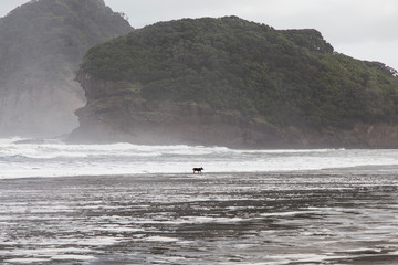 Bethells beach or Te Henga in Waitakere, West Auckland on a winters day with blue sky and white clouds. Low tide and relatively calm sea. Small dog in centre running in surf with mist and sea spray.