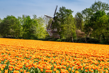 Typical Holland countryside in springtime. Landscape with colorful field of blooming tulips and windmill. 