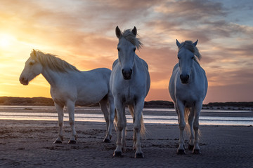 Horses in Camargue