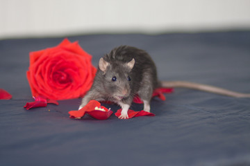 The concept of floristics. Gray mouse with a red rose. Rat on a
