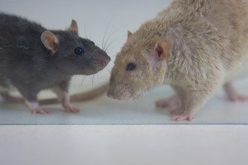 The concept of communication. Rats stand opposite each other.