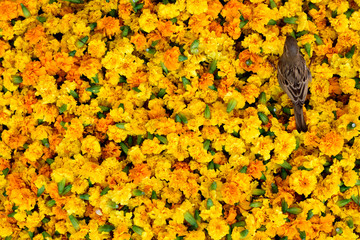 A sparrow bird stands on a pile of fresh Indian Marigold flowers in Jaipur, Rajasthan