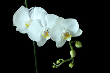 Fototapeta na wymiar White Orchid (Phalaenopsis) isolated on black background