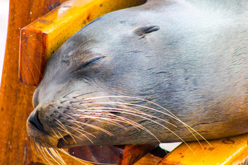 lobo marino galapagos