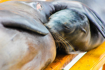 lobo marino galapagos y cria