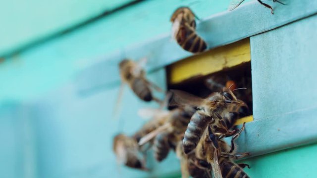 Honey bees swarming and flying around their beehive. Apiary concept. Slow motion
