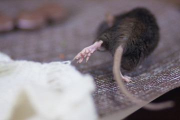 Gray mouse. dark rat. Mouse steals. the rat runs away. Rat ass.