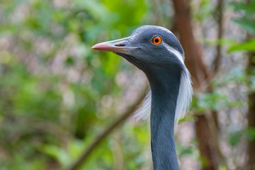 Demoiselle crane (Grus virgo), Native to central Eurasia, ranging from the Black Sea to Mongolia and North Eastern China