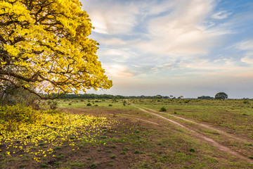 Venezuelan national tree, Araguaney, Apure, Venezuela