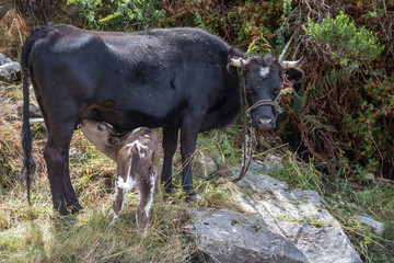 Cow feeding her calf, Mérida, Venezuela