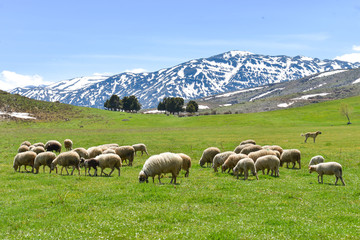 flock of sheep in the mountains