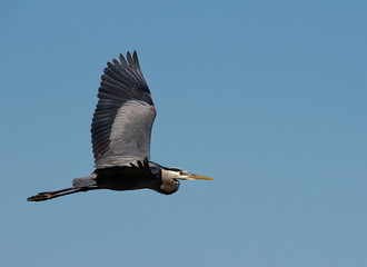 A great blue heron in flight in front of a clear blue sky.