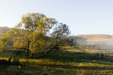 Fototapeta premium autumn landscape with trees and blue sky