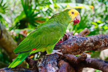 Yellow headed parrot perched on a tree © kmiragaya