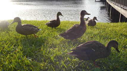 Geese Sunflare