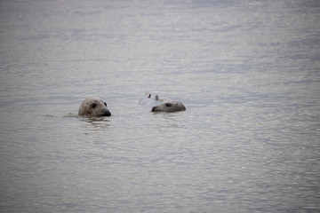 Fototapeta premium Seals in water at Newburgh Beach