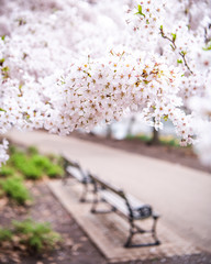 Cherryblossoms in the Park