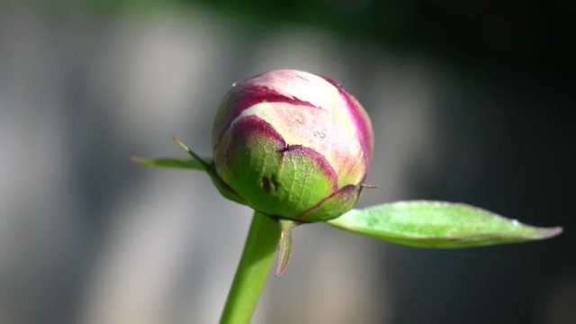 Tokyo,Japan-May 10, 2019: Isolated red peony bud in the morning in Tokyo