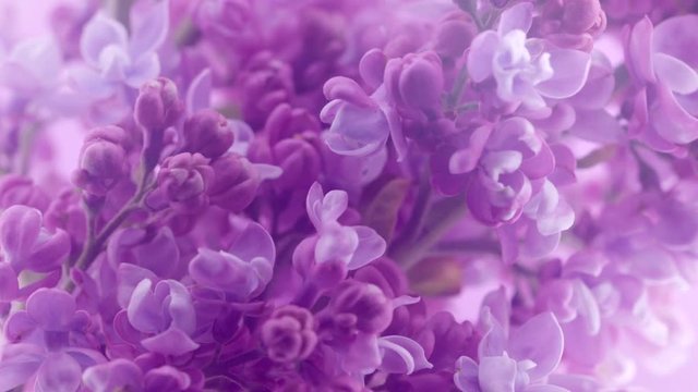 Lilac flowers bunch background. Beautiful opening violet Lilac flower Easter design closeup. Beauty fragrant tiny flowers open closeup. Nature blooming flowers backdrop. Time lapse 4K UHD video