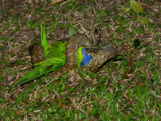 python eating lorrokeet