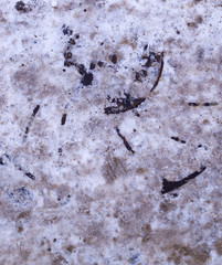 sewer iron hatch covered with polluted snow. background, seasonal