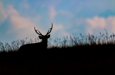 Silhouette of barking deer among the grass