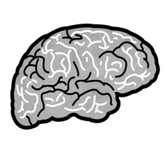 brain