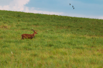 Red deer male in the grass field