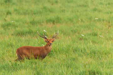 Red deer male in the grass field