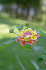 flower in the garden