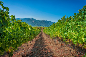Fototapeta na wymiar line of vineyards before harvest on a sunny day