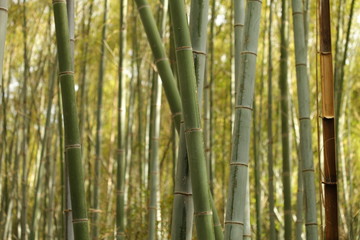 Obraz premium Japanese Bambu