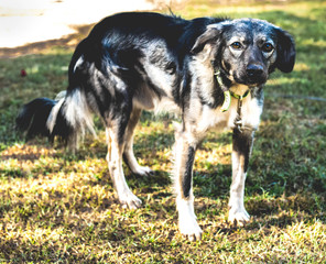 Fototapeta premium dog