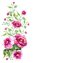 beautiful pink flowers,watercolor,isolated on a white