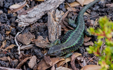 Liolaemus pictus