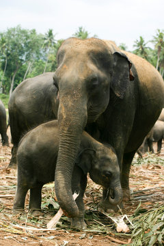 elephants sri lanka
