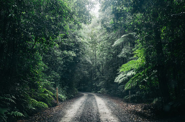 Fototapeta premium road in the forest