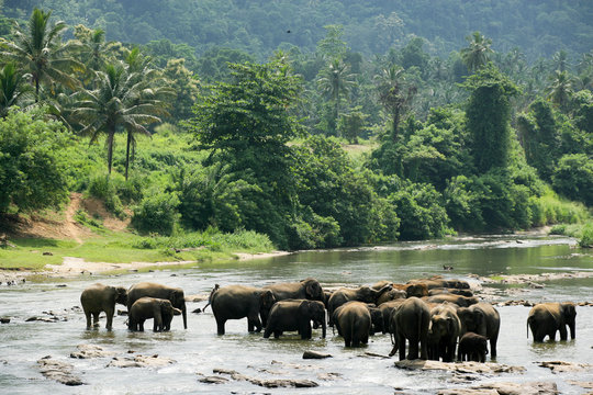 elephants sri lanka