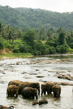 orphelinat d'&eacute;l&eacute;phants au Sri Lanka