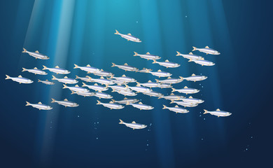 Sprat, brisling fishes blue background, marine life in schools. Banner fish flock, simple water inhabitants. Seafood packaging and market. Vector illustration used in backdrop design