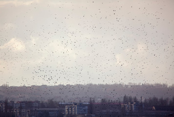 flock of birds flying over the city 