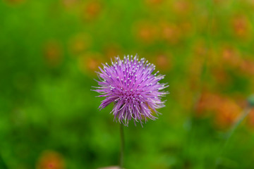 Purple Thistle flower blooming in green field