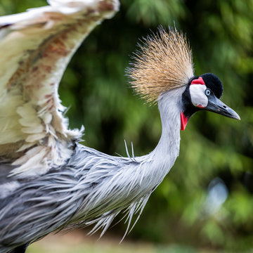 grue couronn&eacute;e