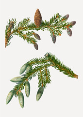Black spruce tree