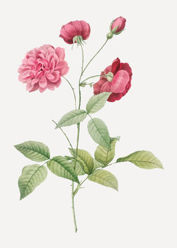 Vintage china rose poster