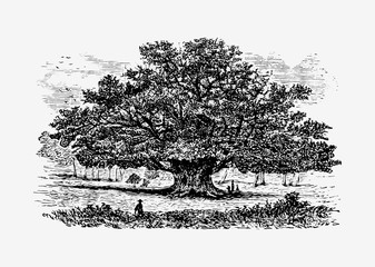 Vintage tree illustration