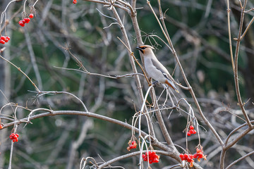 separate sitting bird the Waxwing