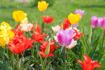 Flower beds with colorful tulips - Image