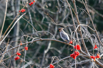 separate sitting bird the Waxwing