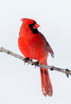 Cardinal finch